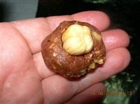cioccolatini simil baci perugina immagine 5