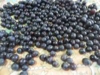 torta bertolina immagine 1