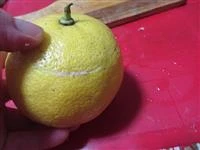 limoni alla mousse di tonno immagine 6