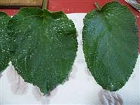 borragine ripiena fritta 1
