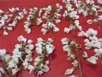 fiori di acacia fritti in pastella immagine 1