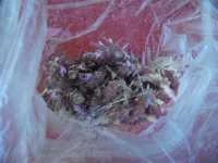 fiori origano dictamo in tempura immagine 3