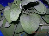 foglie di salvia in pastella immagine 1