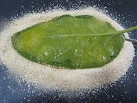 foglie di salvia ripiene fritte immagine 4