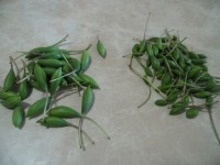selezionare i cucunci freschi