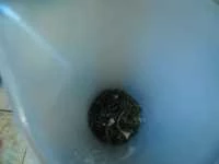 maionese alla cicoria di campo immagine 1