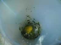 maionese alla cicoria di campo immagine 2
