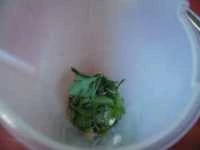 pesto all'aglione immagine 2