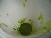 pesto basilico ed erba fungo immagine 4 