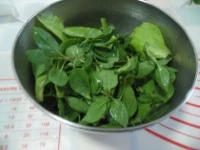 pesto basilico erba ostrica immagine 1