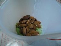 pesto di lattuga immagine 2