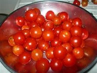 salsa di pomodori ciliegino al forno immagine 1