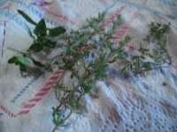 talli e fiori di aglione sott olio immagine 4