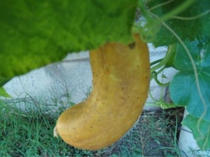 cetriolo narrone