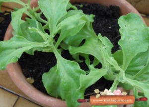 erba cristallina
