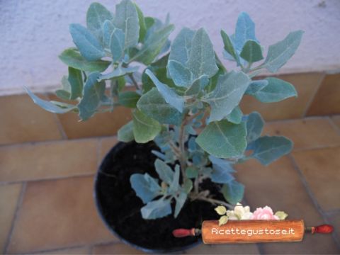 spinaci d'acqua