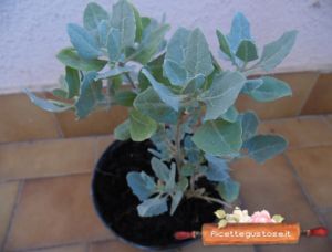 ricette con erba sale