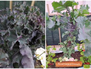 fior di cavolbroccolo kalette