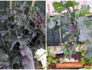 curiosità e ricette cavolbroccolo - kalette