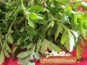 papavero selvatico - paparina