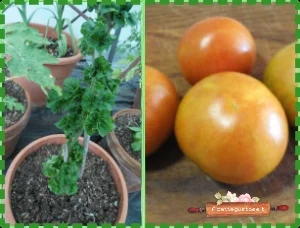 Pianta e frutti del pomodoro bastoncino