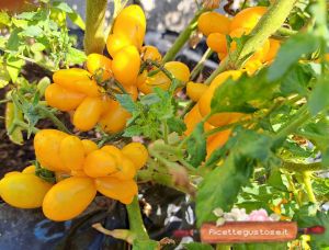 pomodoro reisen giallo