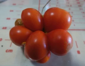 curiosit sul pomodoro reisen rosso reisetomato
