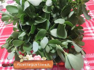 portulaca