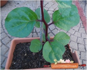 spinaci rossi del malabar - basella rubra