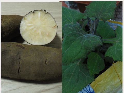 spinaci d'acqua