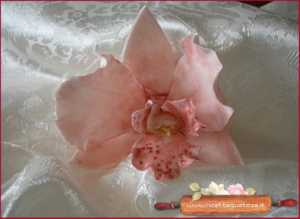 orchidea