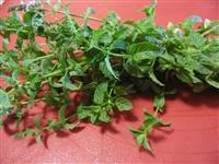 pasta fresca con alnumi senza glutine immagine 1