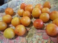 gelatina di prugne gialle immagine 1