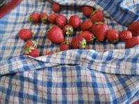 marmellata di fragole light immagine 1