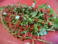 marmellata spinacio fragola immagine 1