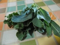 pizza bianca farcita cavolo salame e caciotta immagine 1